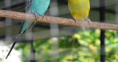 Reena s Online Burung  Baji  Budgie Bird
