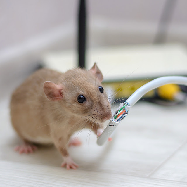 O que significa sonhar com ratos?