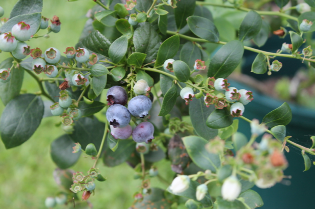 How to grow blueberries