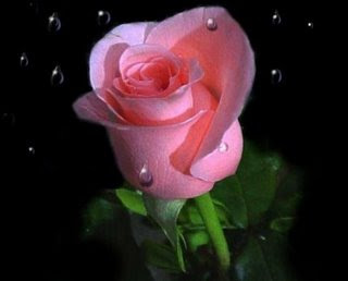 [Image: Mawar+Pink.jpg]