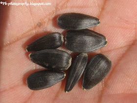 Sunflower Seeds Picture