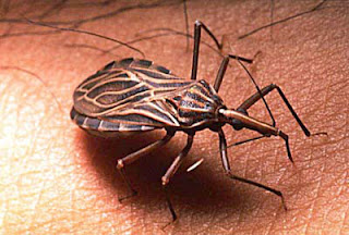 Insects Triatomine - Triatome -Triatoma -Triatominae - chagas