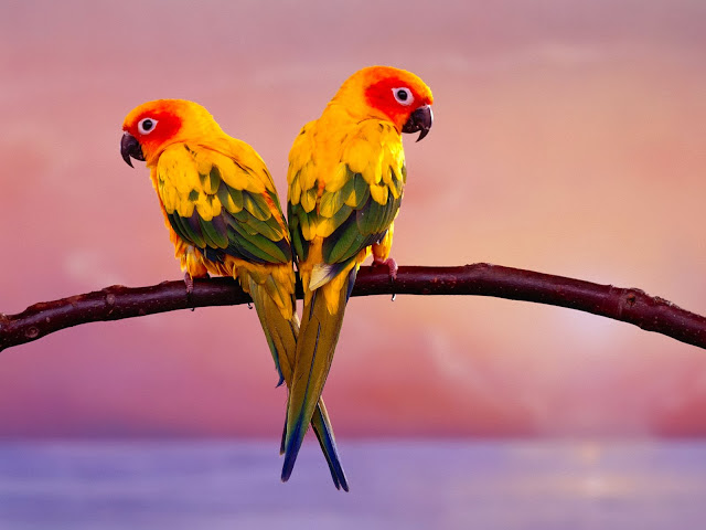 Beautiful Birds HD Wallpaper Free