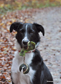 Ralph the border Collie x and half a tennis ball