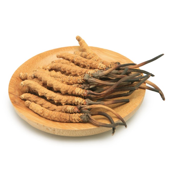 Cordyceps Sinensis | What is mean by cordyceps?