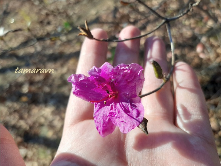 Рододендрон остроконечный (Rhododendron mucronulatum)