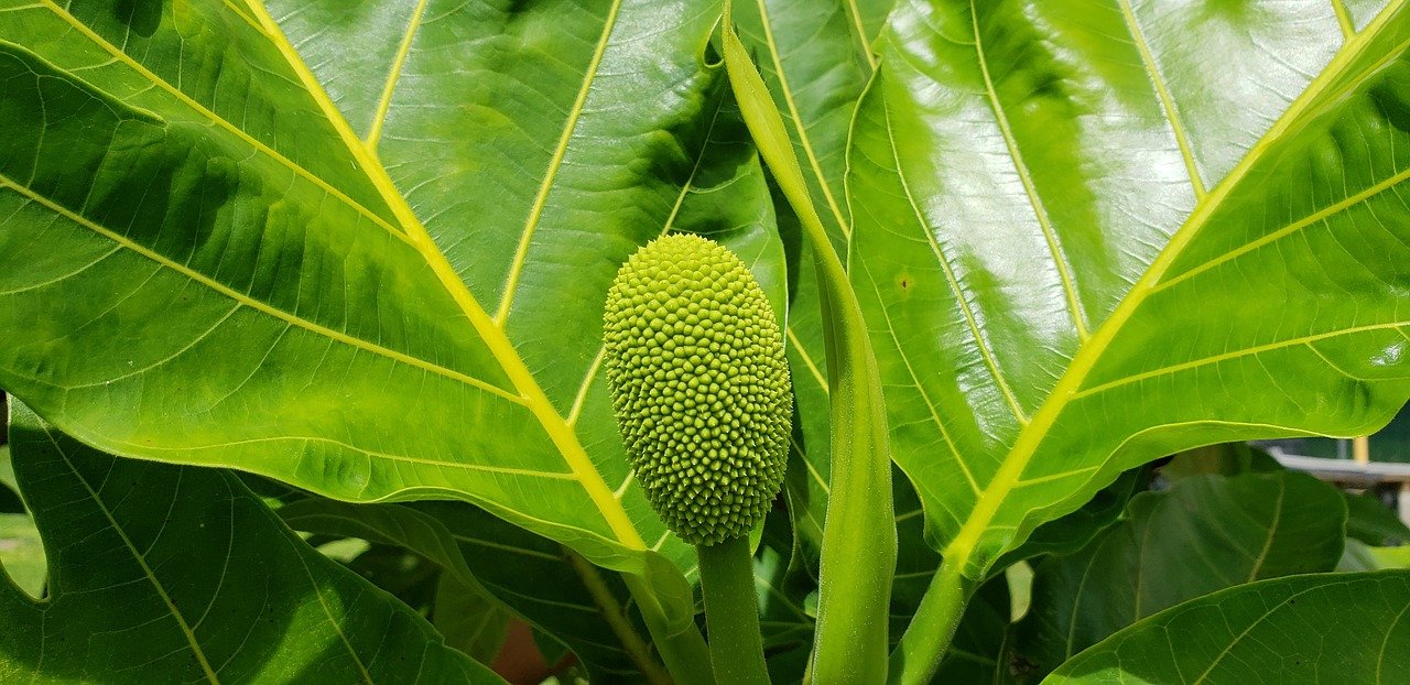 Bread fruit