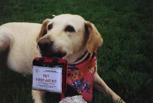 Basic Steps for Learning First Aids for Dogs