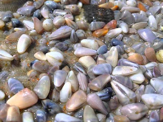 cara-mencari-kerang-di-pantai.jpg