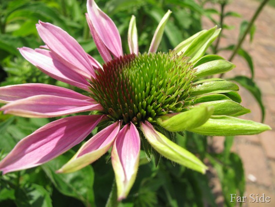 Weird Echinacea (2)