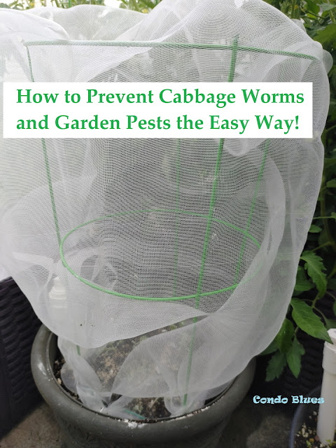 how to naturally kill cabbage worms