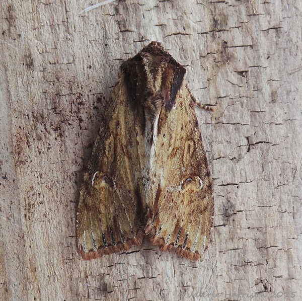 Clouded-bordered-brindle
