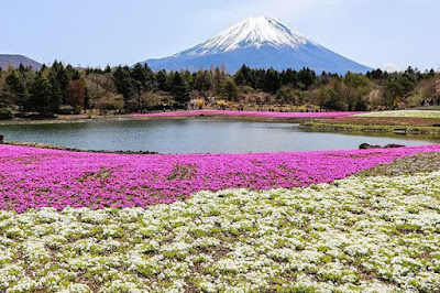 fuji Shibazakura