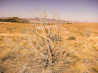 Picture of a Really Dead Tree