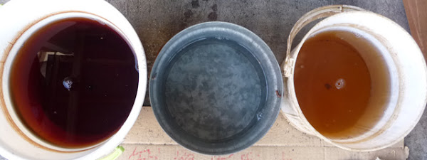 一週間後の水の色（左：メルバオ、中央：トーレム、右：セランガンバツ）