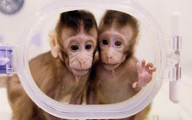  Zhong Zhong and Hua Hua  Κλωνοποιημένες θηλυκές μαϊμούδες-βιοηθική και επιστημονική ερευνά- ηθική- Μετά την κλωνοποίηση των πρώτων μαϊμούδων είμαστε πιο κοντά στην ανθρώπινη κλωνοποίηση; 