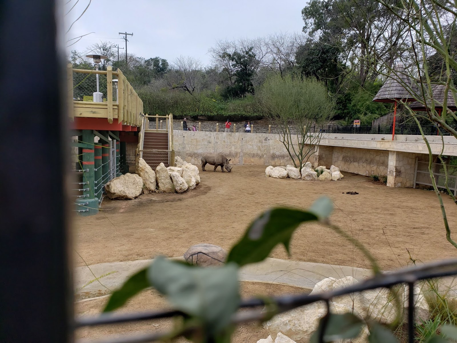 San Antonio Zoo Rhinos Return