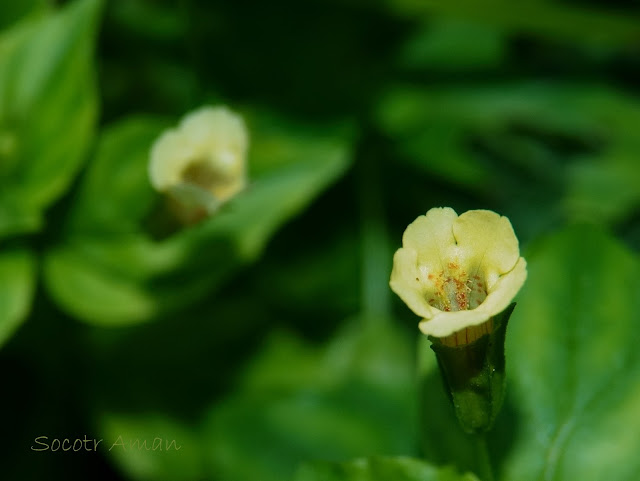 Mimulus nepalensis