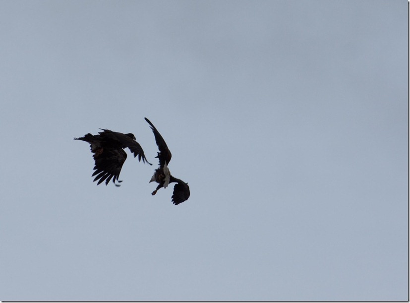 Mid-Air Collision!!