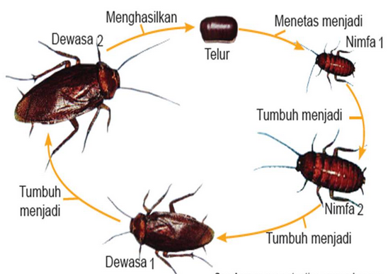  Daur  Hidup  Hewan  Riang Belajar Bersama Alvi