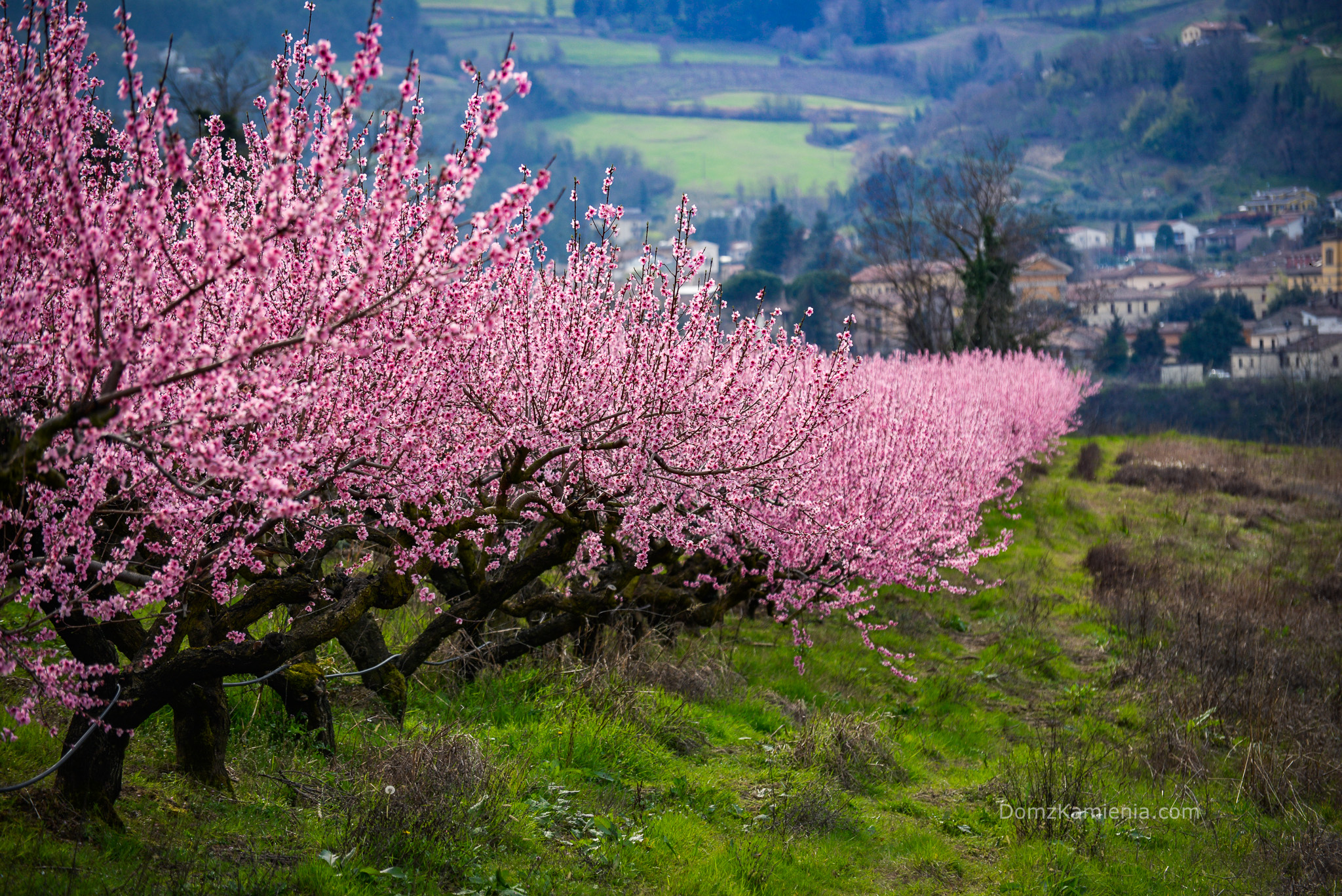 Kwitnięcie sadów brzoskwiniowych - Emilia Romagna, Dom z Kamienia