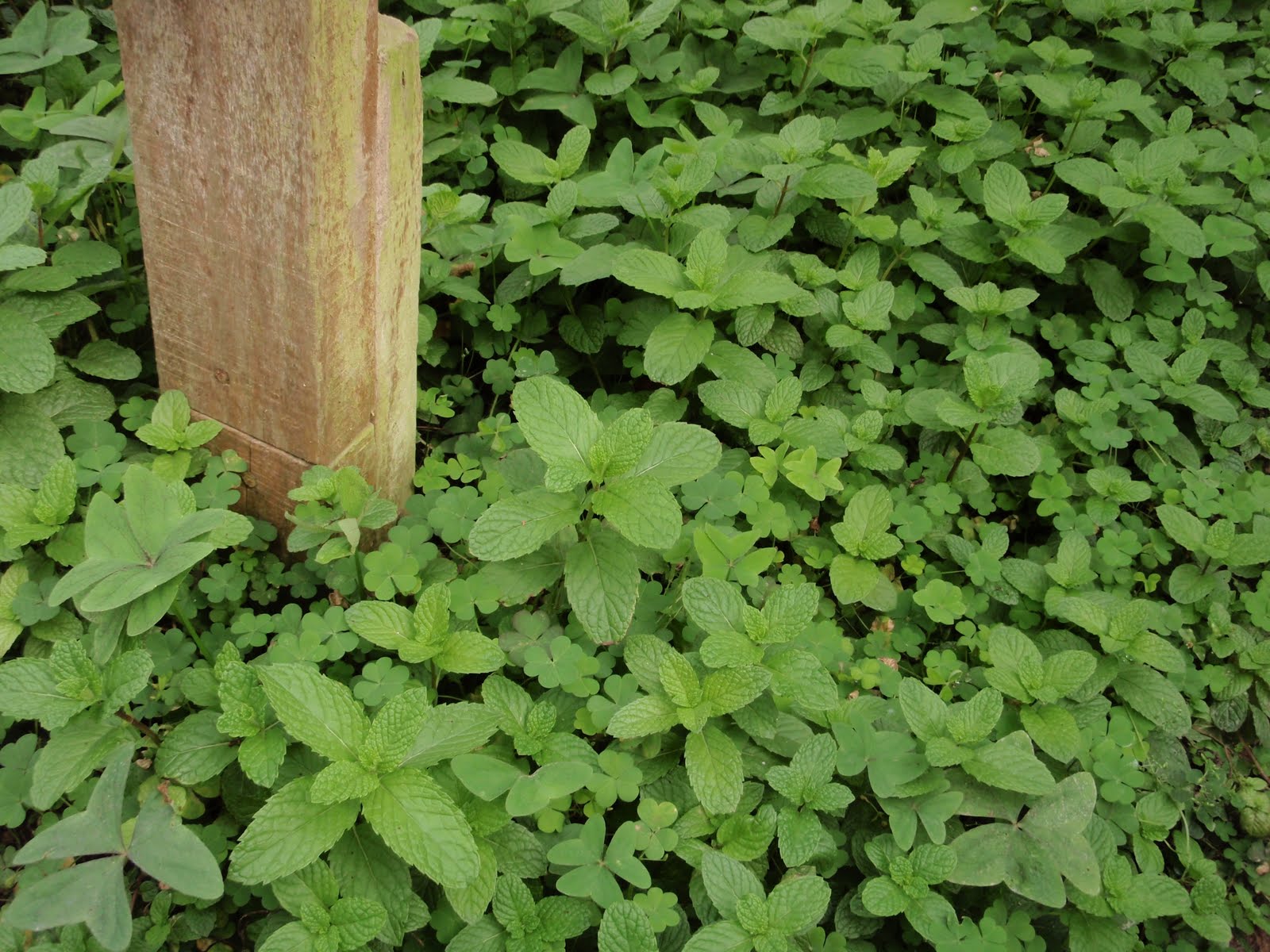 LI NA HERBS: DAUN PUDINA / MINT LEAVES