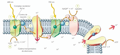 Resultado de imagen para La fotofosforilación