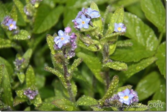 morgenblomster 005