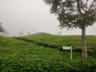 Kebun Teh Medini