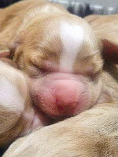 Eko laying amongst his siblings in the centre of the frame showing of his pink nose and white blaze between his eyes when he was only a few hours old. Photo Credit Shambrooke Dogs