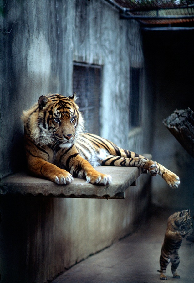 Wildlife-photography-tiger-5 Wildlife-photography-tiger-5