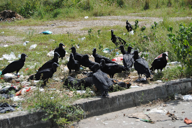 En Mérida están vendiendo carne de Zamuro como si fuera de Pollo