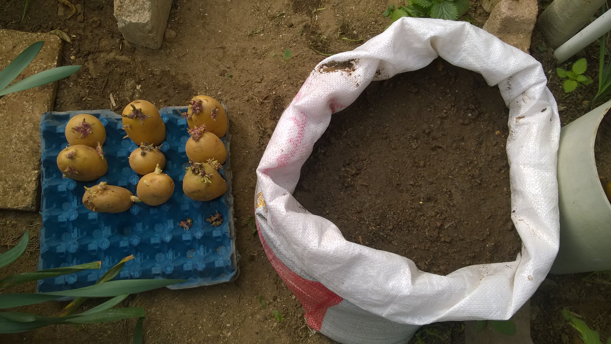 Planting potatoes in bags 