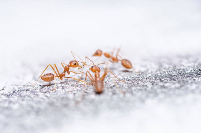 Cara Mengusir Semut paling Ampuh dengan Bahan Alami