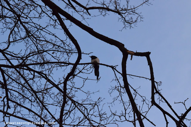 THE SHORT WINTER STROLL AT BEIJING ZOO