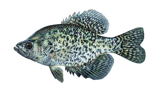 Black Crappie Illustration