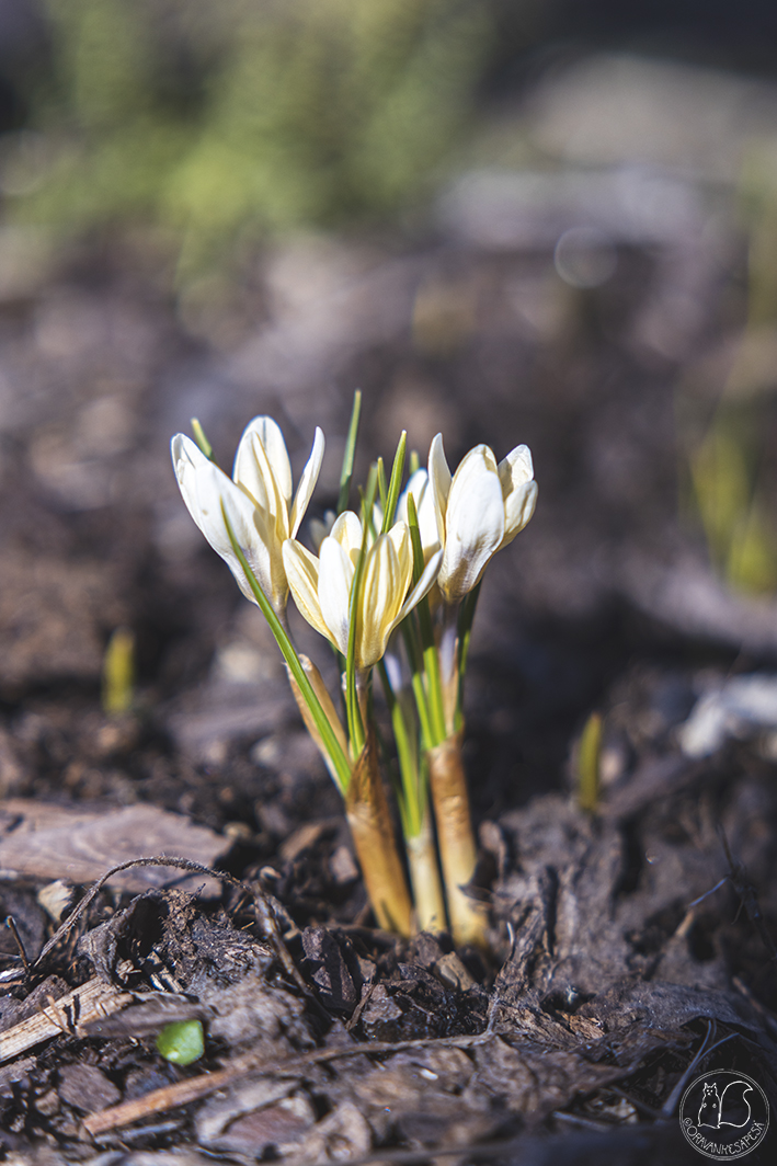 siirtolapuutarha krookus kultasahrami Crocus chrysanthus 'Romance' Kultasahrami | Crocus chrysanthus 'Romance'