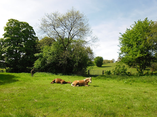 Summer walk - Clent - Worcestershire - Photography