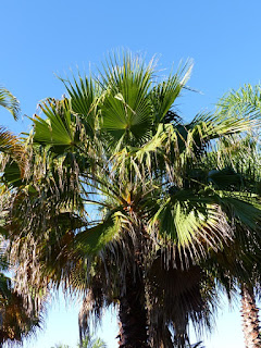 Washingtonia robusta - Palmier éventail du Mexique