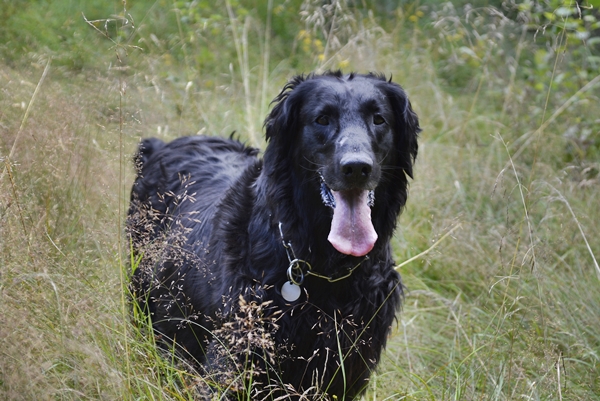 flat coated retriever