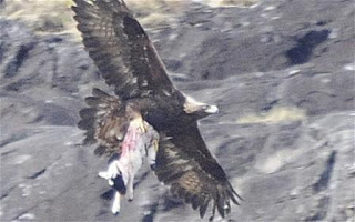 FOTO BURUNG ELANG MEMANGSA KAMBING (VIDEO)