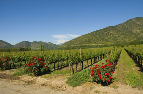 Tìm hiểu về vùng sản xuất rượu vang Chile