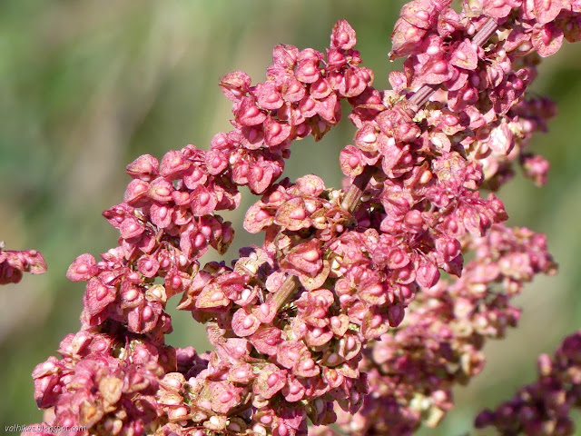 dull red leaves with a seed at the center, or so it looks