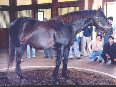 Seattle Photographer on Seattle Slew And My Girls