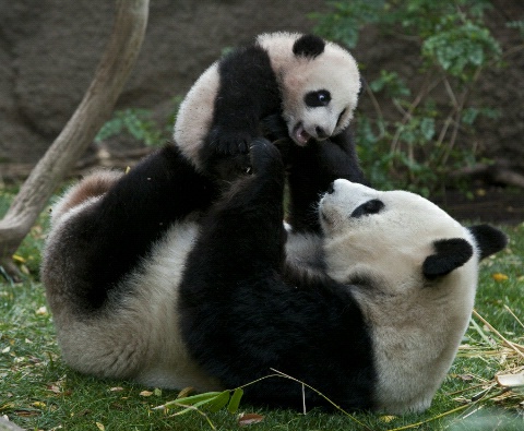  Gambar  Panda  Imut Lucu Kumpulan Gambar 