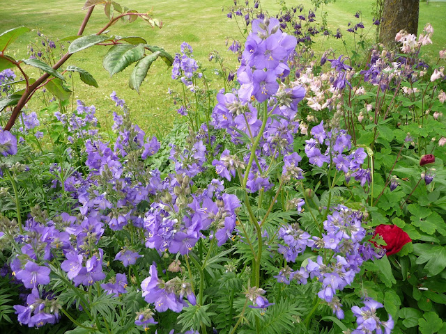 Picture of herbaceous perennial Blue border plants Jacob's ladder Polemonium caeruleum