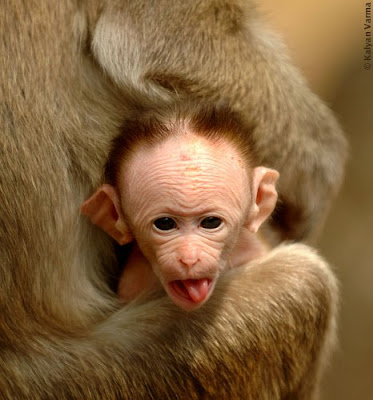 Funny Baby Monkey Image