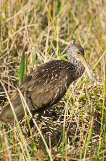 Limpkin (Aramus guarauna)