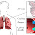 Physical Examination of Pleural Effusion