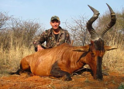 Animals That Start With H - Hartebeest